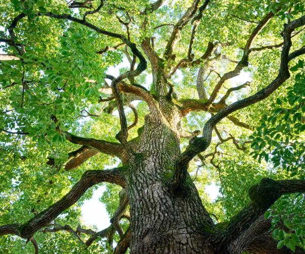 Large mature tree with wide branches and dense canopy, showcasing professional tree care on residential property.