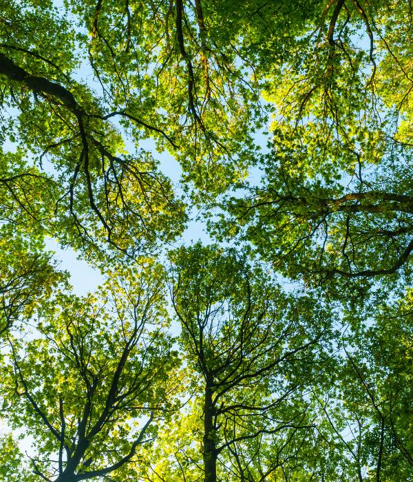 Tree canopies forming a leafy overhead view, highlighting healthy mature trees on a Northern Virginia property.