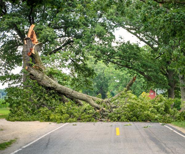 Large fallen tree with a full canopy blocking a roadway after a recent storm blew through Northern Virginia.