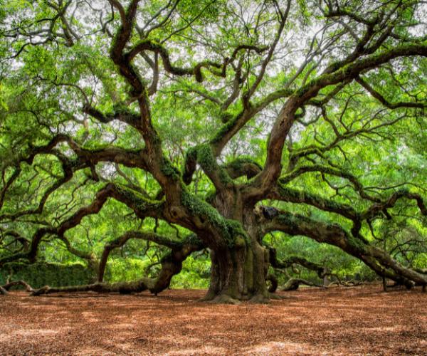 Large mature oak tree with wide, spreading branches and dense green canopy.