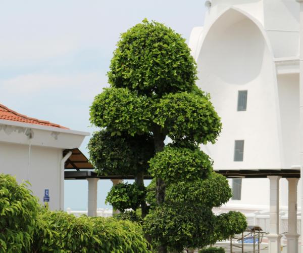 Ornamental shrubs trimmed into rounded shapes near a building entrance.