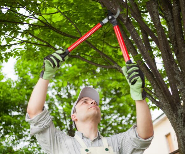 Man using hand pruners to trim branches on a leafy tree.