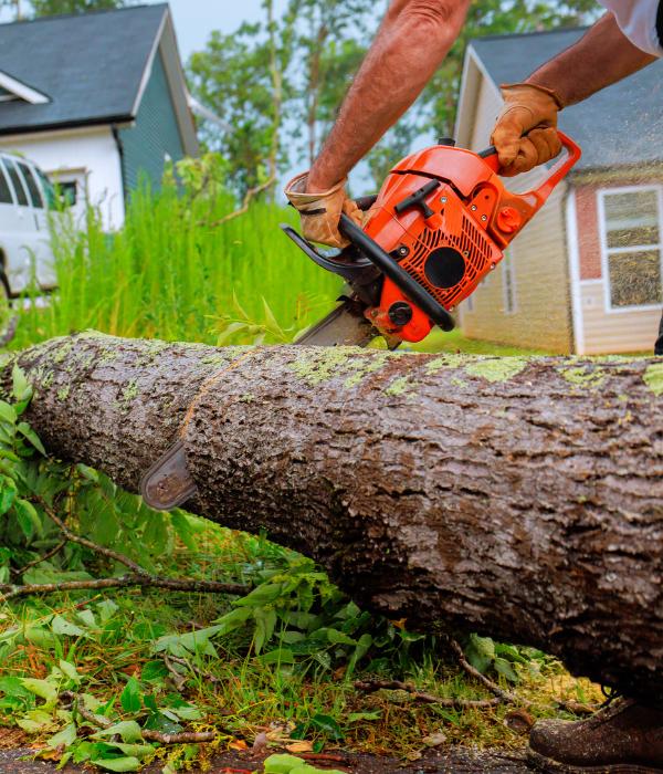 Lucky's Landscaping and Tree Service using a chainsaw to cut through a fallen tree trunk lying on the ground near a home.