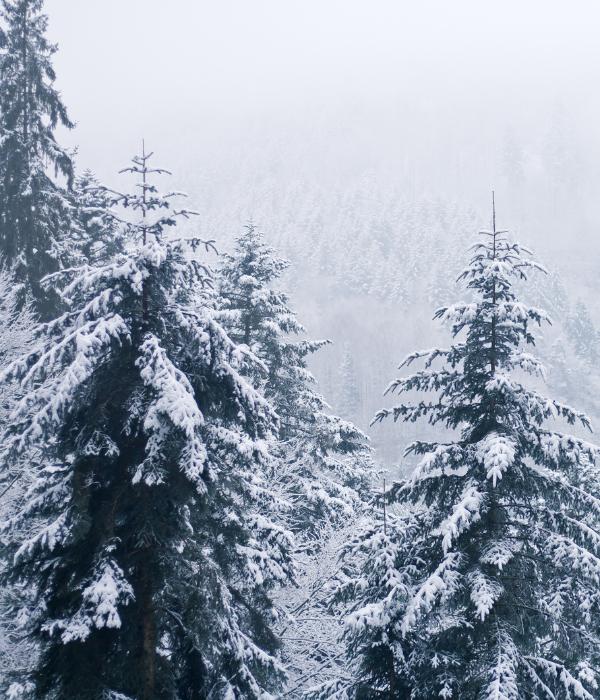 Snow-covered evergreen trees during winter weather on a Northern Virginia property.