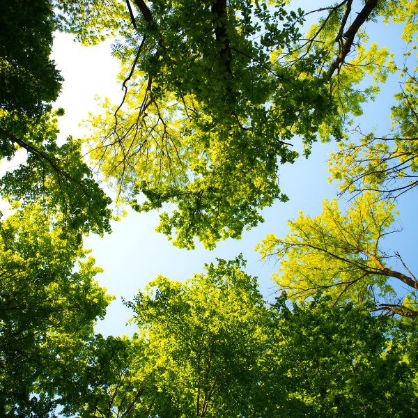 View of a vibrant blue sky framed by a canopy of lush, healthy green trees.