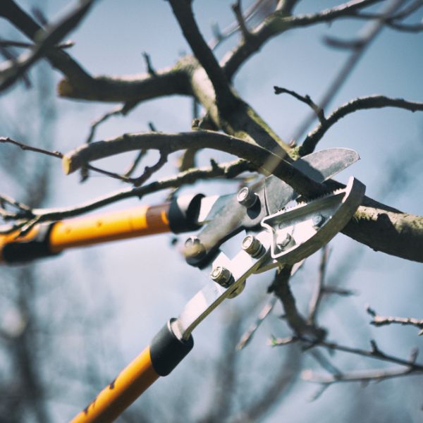 Pruning shears cutting small branches on a tree.