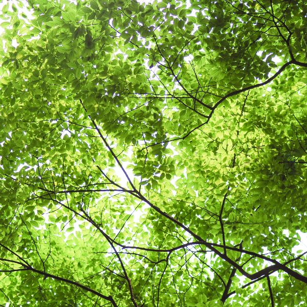 Healthy tree with full, green canopy.