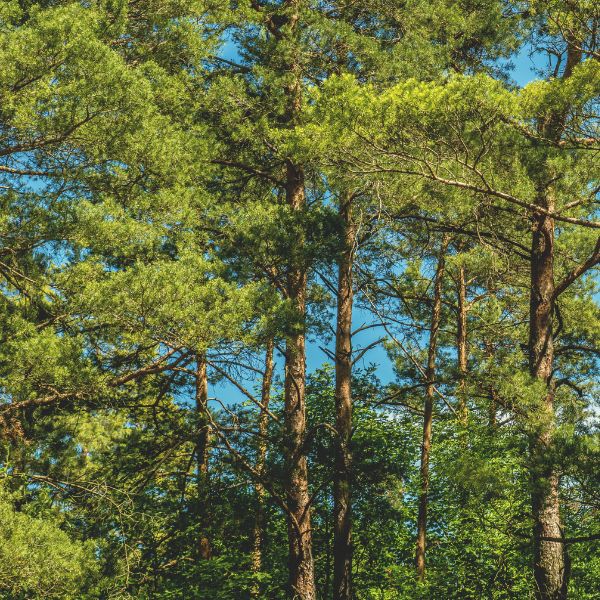 Forest landscape with many tall pine trees.