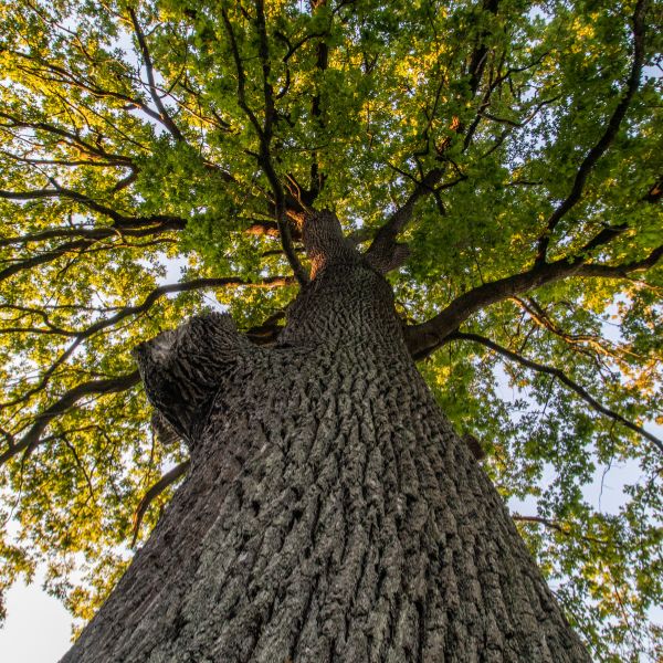 Looking up a large tree with a healthy green canopy.