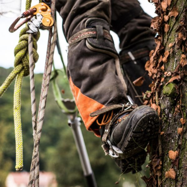Certified Arborist boot with climbing spikes securely attached while climbing a tree for removal.