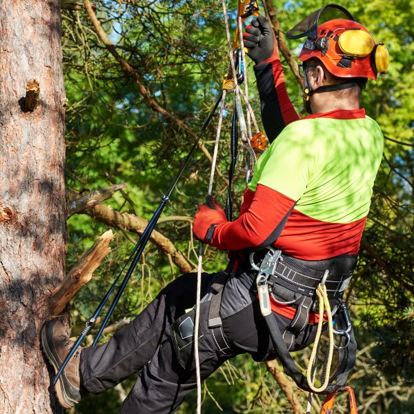 Certified Arborist with proper safety gear descending a tree with a pulley.