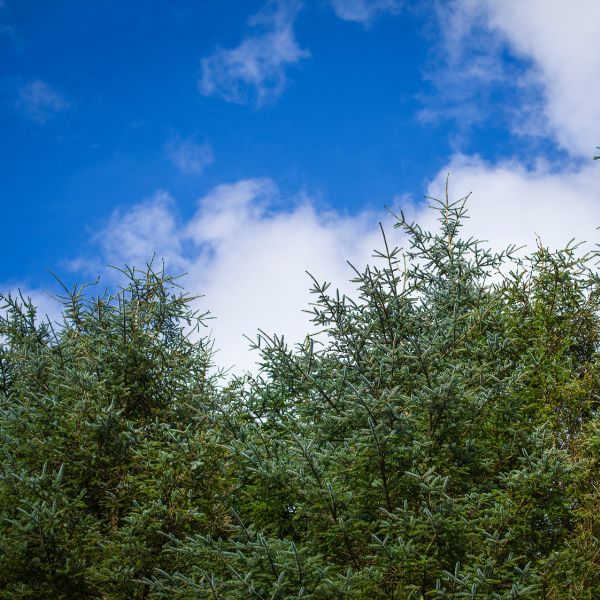 Top of evergreen trees against a partly cloudy sky.