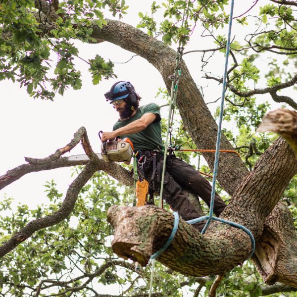 Certified Arborist wearing proper safety gear while using a small chainsaw to remove a tree branch.