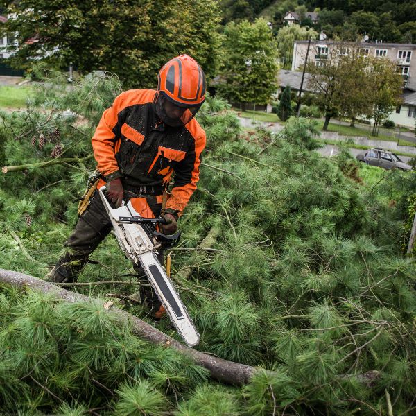 Certified Arborist wearing proper safety gear to remove a fallen tree.