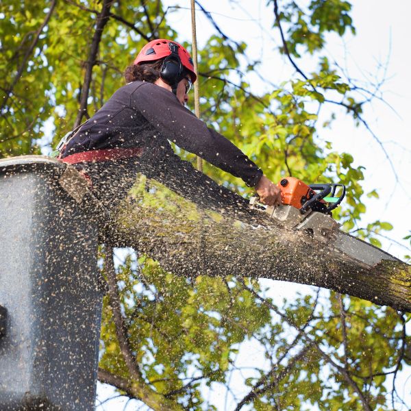 Certified Arborist wearing appropriate safety gear using a chainsaw to remove a large branch from a bucket truck.