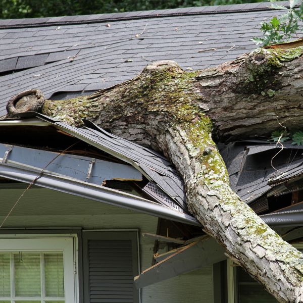 Large tree limb that crashed into a roof, causing significant damage to the home.