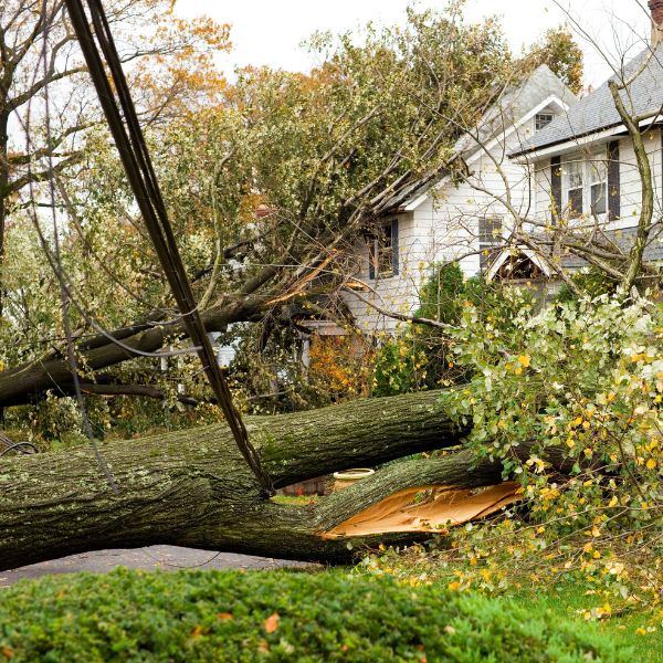 Large trees tangled in power lines and leaning against houses after severe weather.